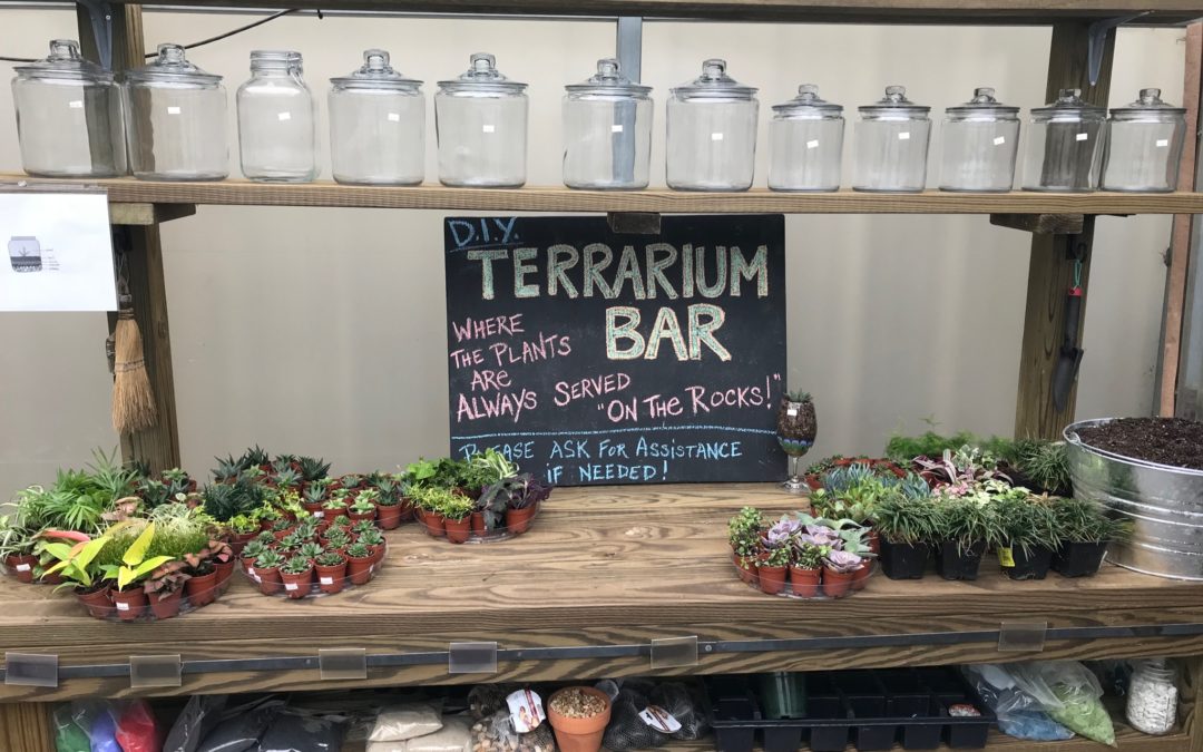 D.I.Y Terrarium Bar